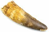Real Spinosaurus Tooth - Robust Dinosaur Tooth #374001-1